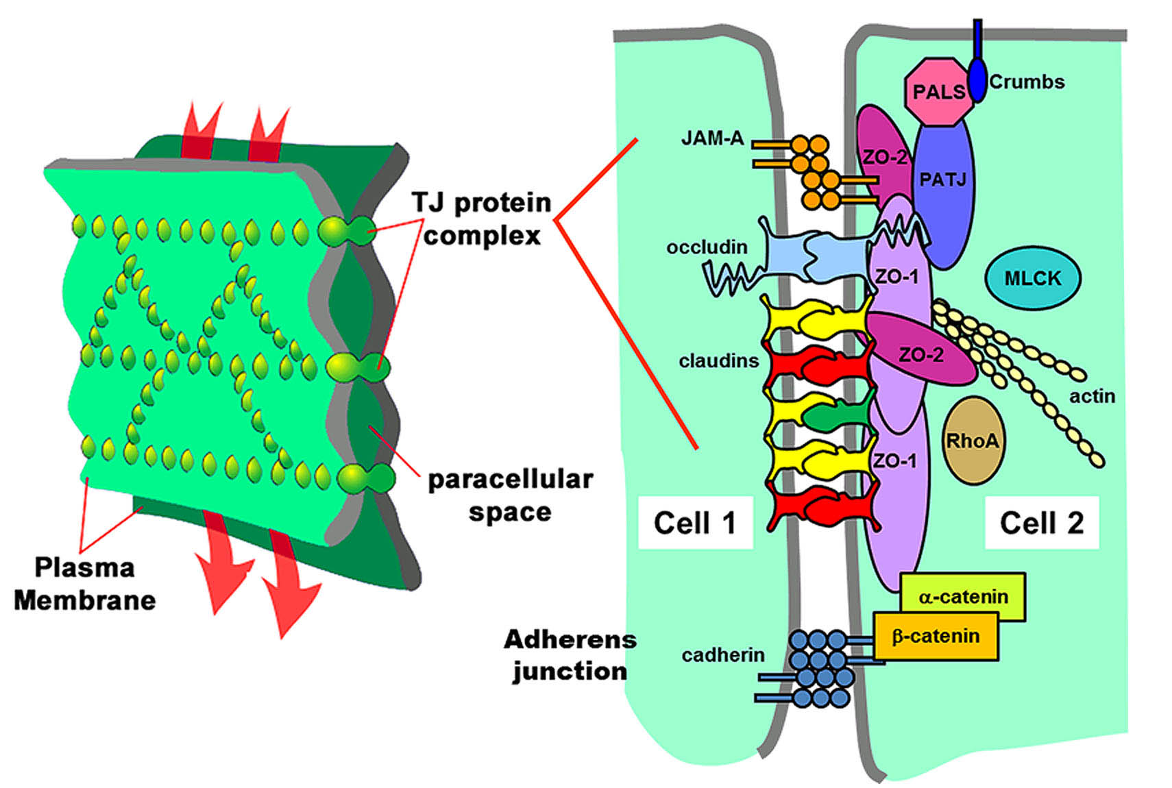 Junctions found at cell-cell contacts