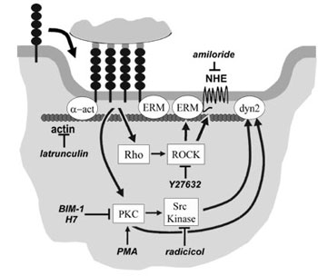 mechanism