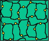 Alveolar Epithelium has type I (aqua) and type II(yellow) cells