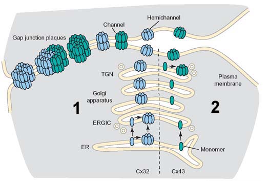 Models for Connexin Oligomerization