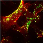 ICAM-mediated endocytosis