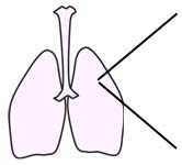 Lung